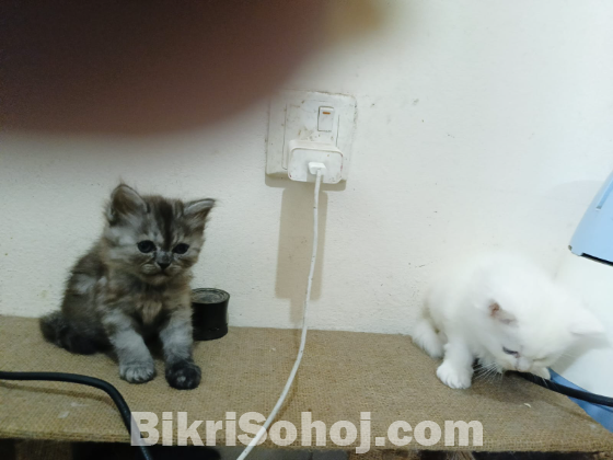 Persian cat